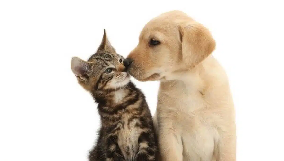 نژاد سگ لابرادور رتریور و گربه