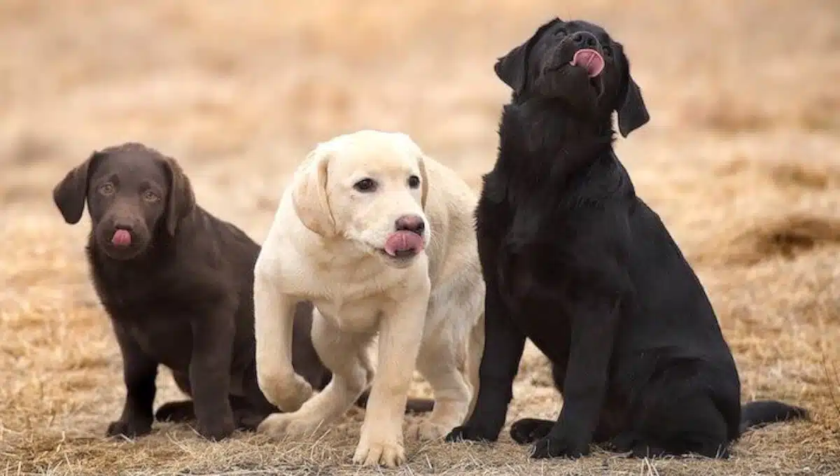 لابرادور رتریور مشکی سفید شکلاتی