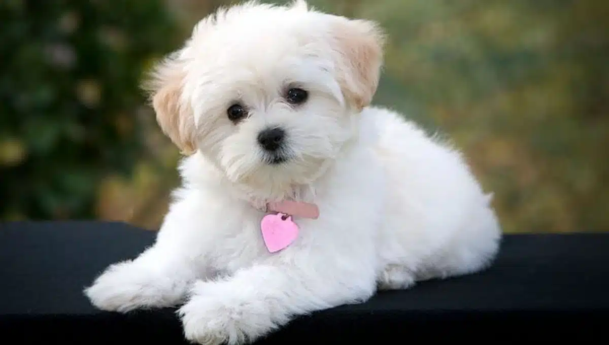 نژاد سگ مالتیز | معرفی سگ های آپارتمانی