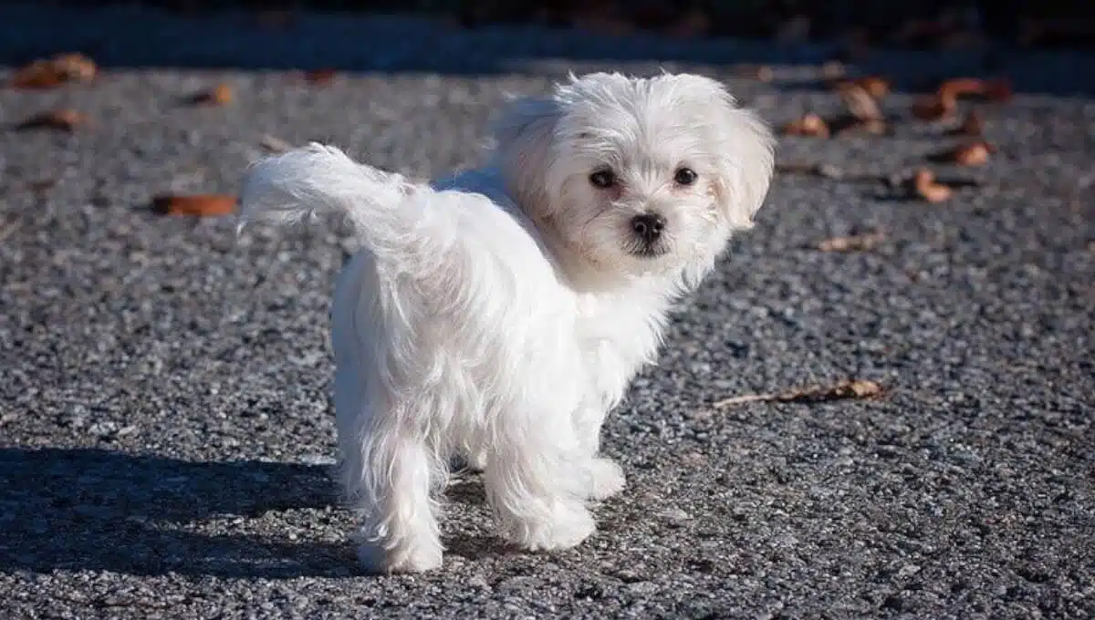 نژاد سگ مالتیز