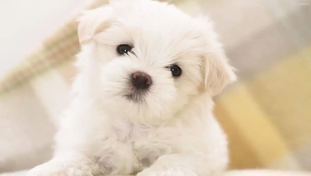 نژاد سگ مالتیز | معرفی سگ های آپارتمانی