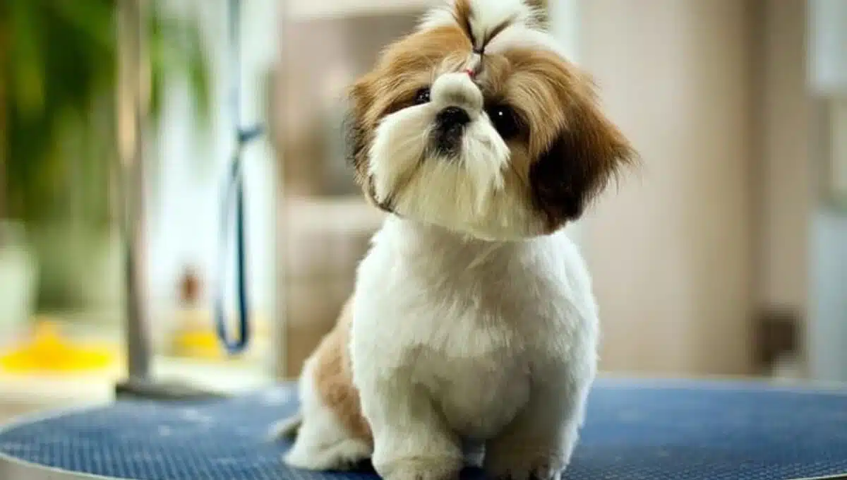 سگ شیتزو سلطنتی