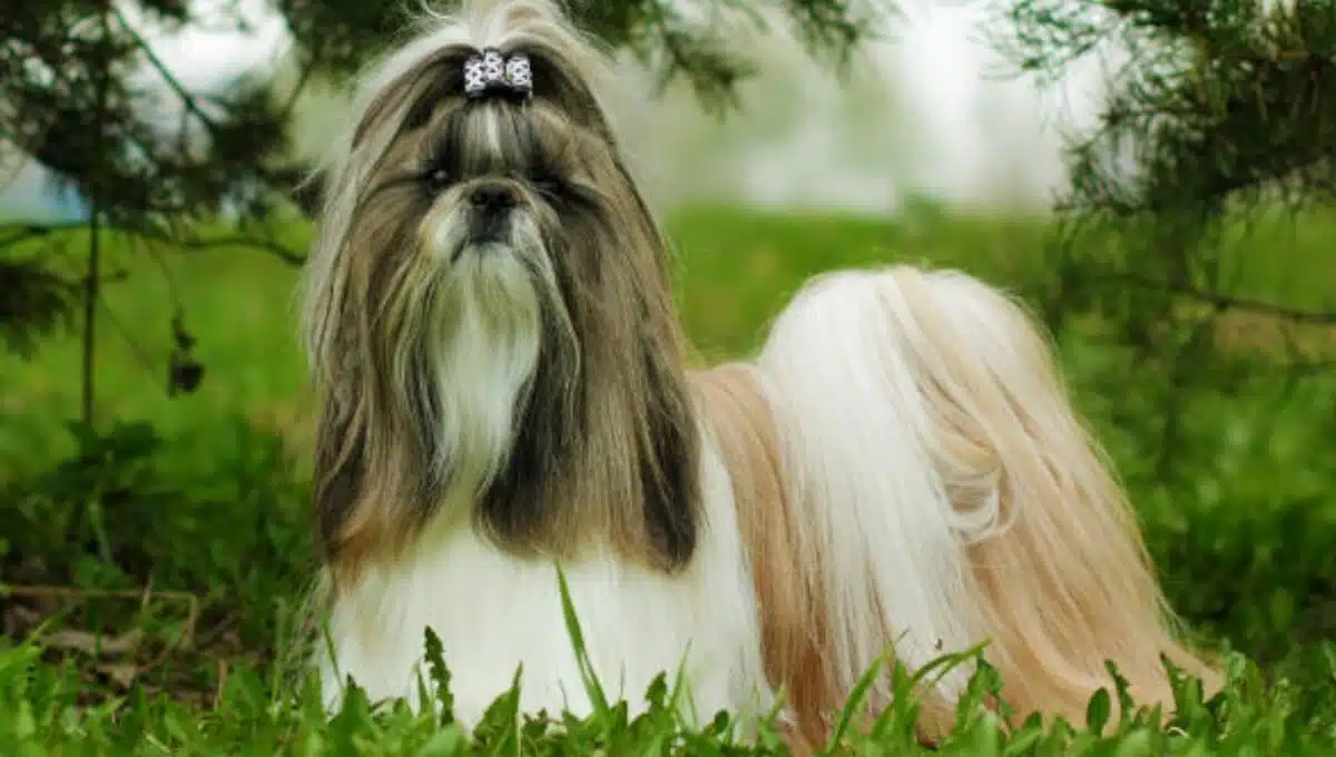 نژاد سگ شیتزو آمریکایی