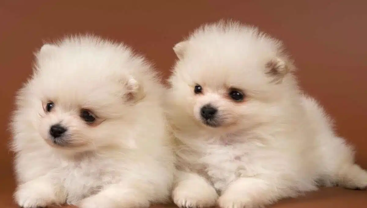 پامرانین عروسکی