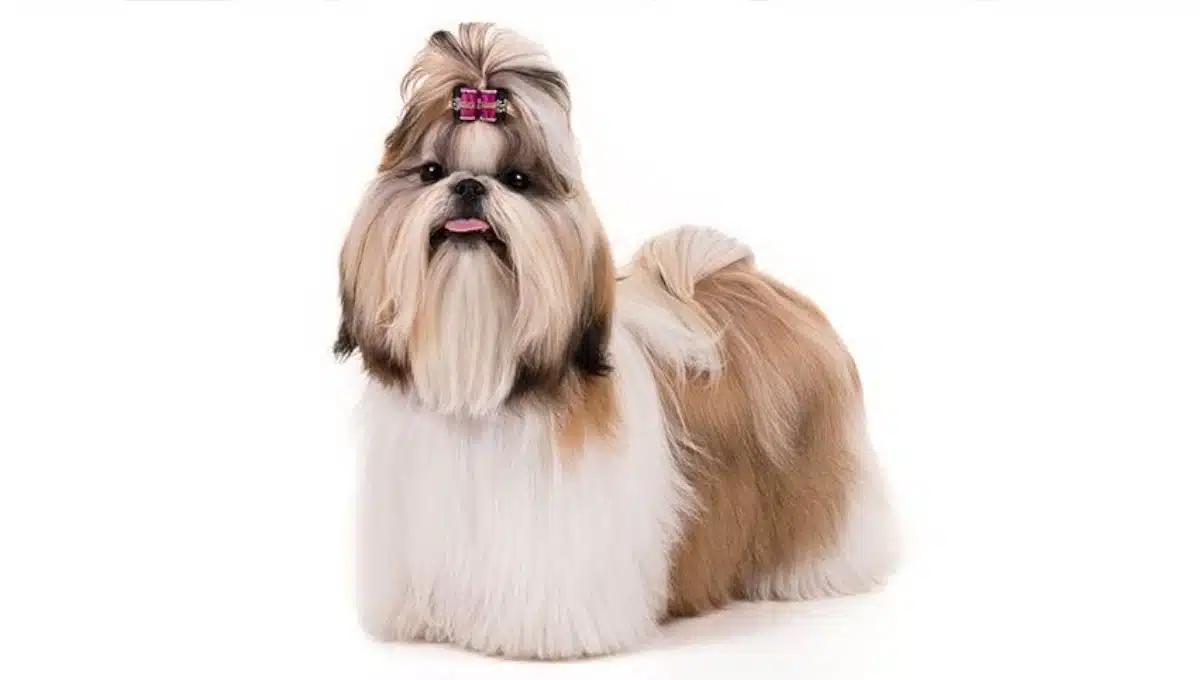 نژاد سگ شیتزو اروپایی