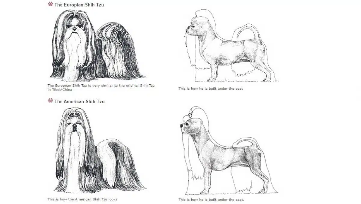 مقایسه شیتزو آمریکایی و اروپایی