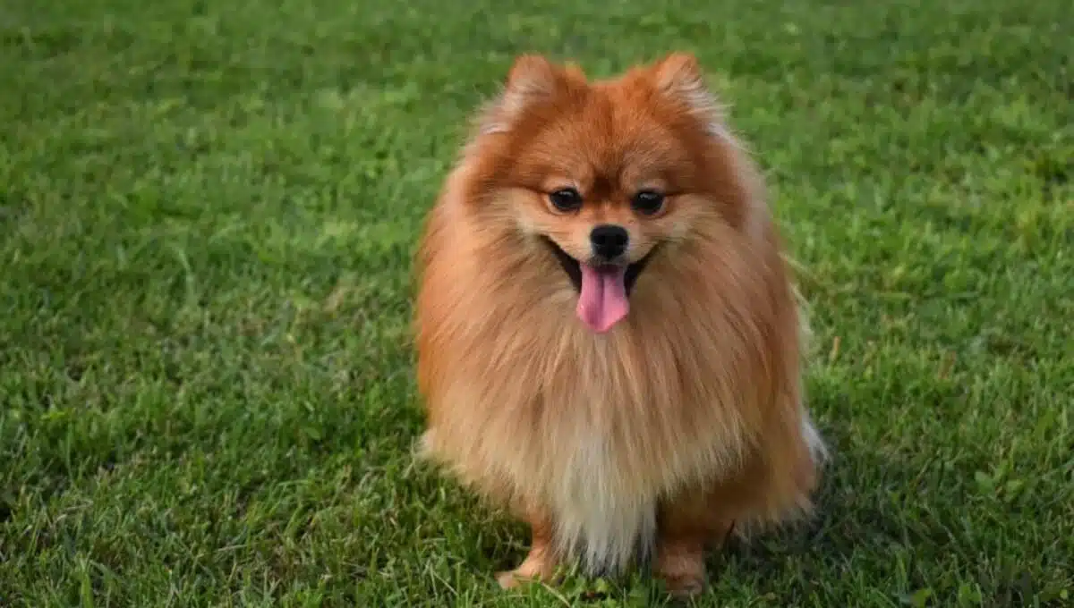 پامرانین روباهی