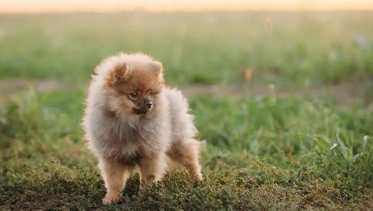 توله سگ پامرانین کرمی