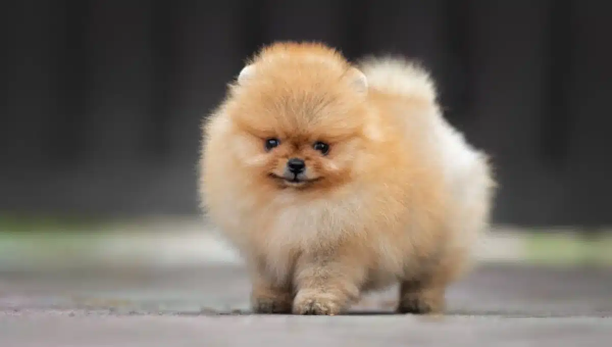 نژاد پامرانین