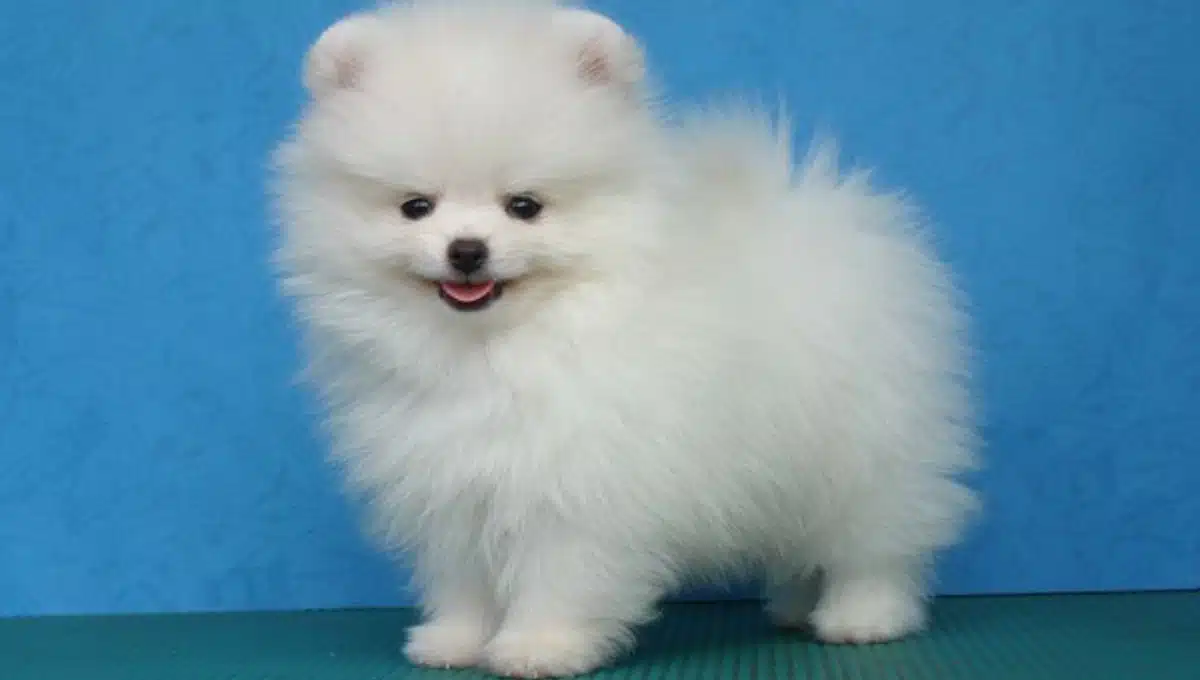 توله سگ پامرانین عروسکی