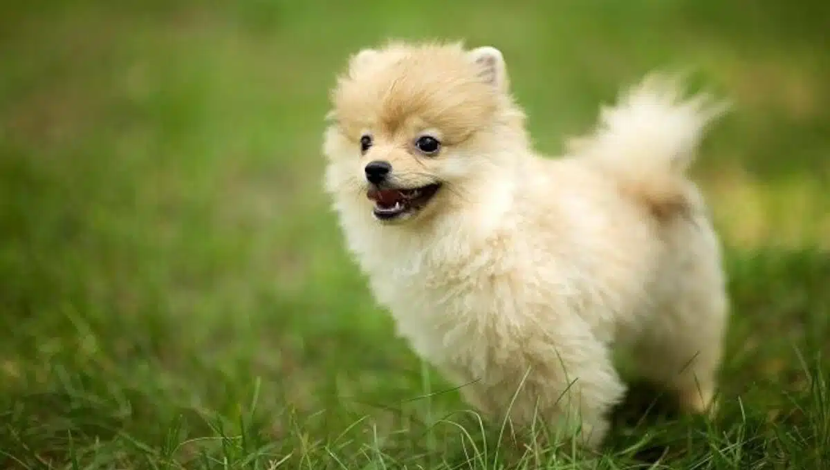 سگ پامرانین سفید