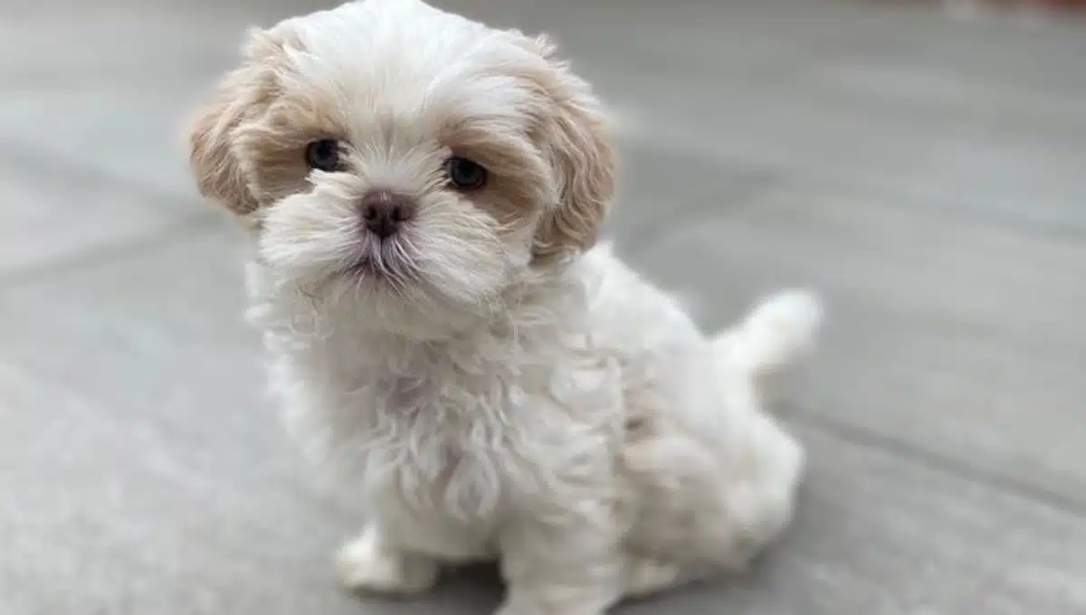 نژاد سگ شتزو کوچک