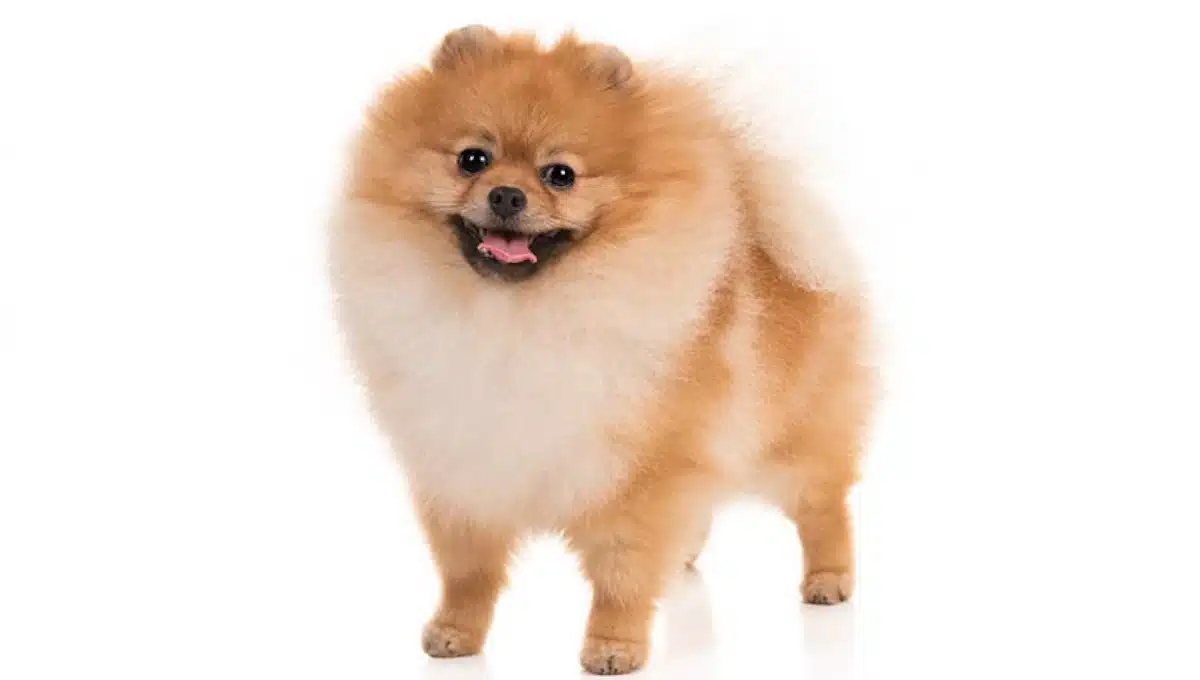 سگ نژاد پامرانین