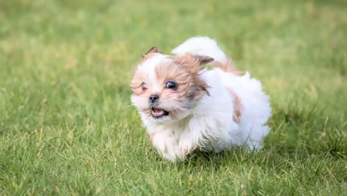 شیتزو تیکاپ