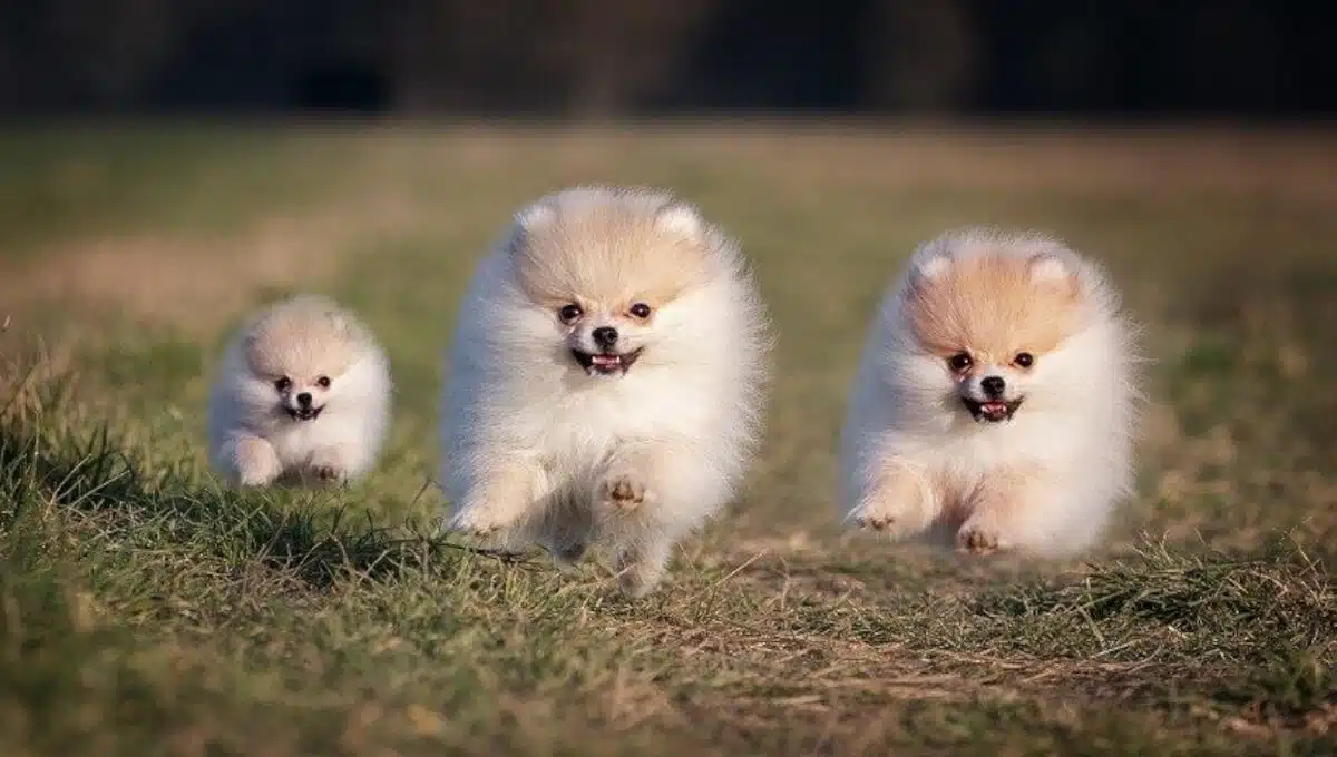 توله سگ پامرانین