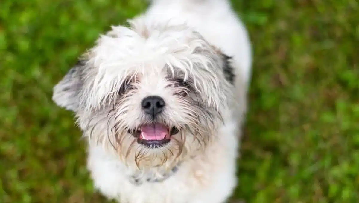 توله سگ شیتزو سفید