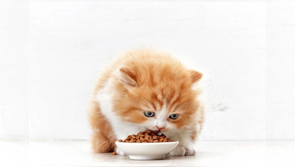 نحوه غذا دادن به گربه خانگی