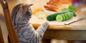 غذای خانگی برای گربه