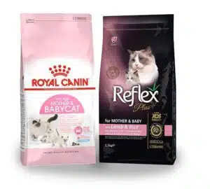 غذای گربه باردار