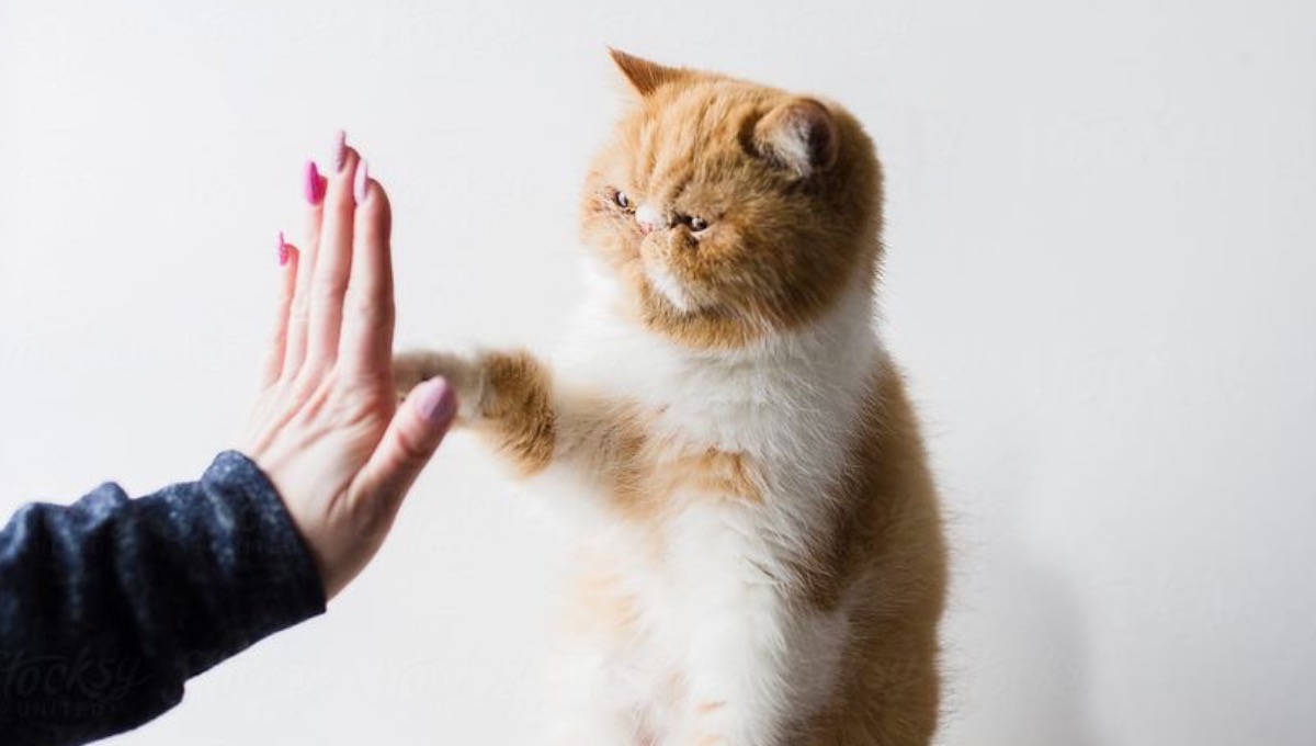 آموزش دست دادن به گربه