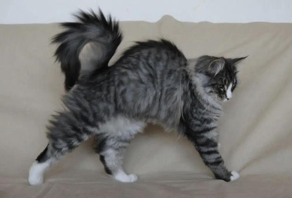 قهر گربه خانگی عصبانی