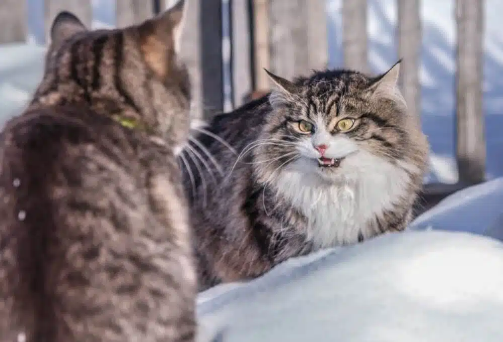 اضطراب گربه خانگی