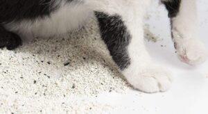 خاک گربه کریستالی