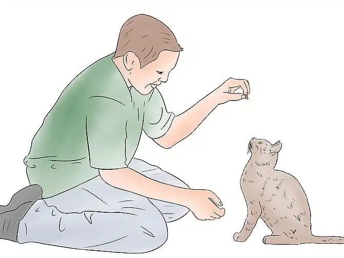 آموزش بشین به گربه