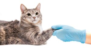 بیماری های رایج در گربه ها