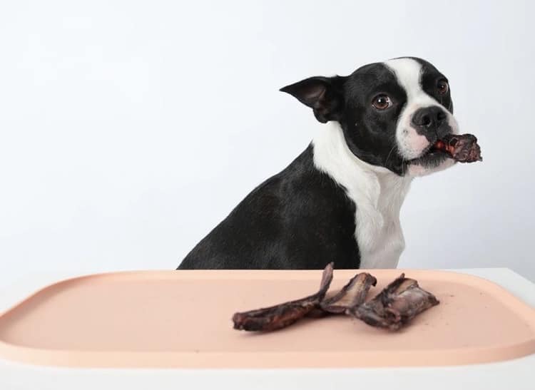 انواع غذا های خشک سگ