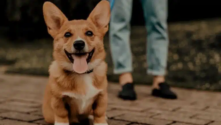 نیاز های سگ