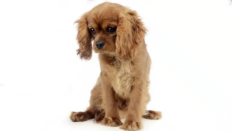 سرپرستی یا خرید سگ