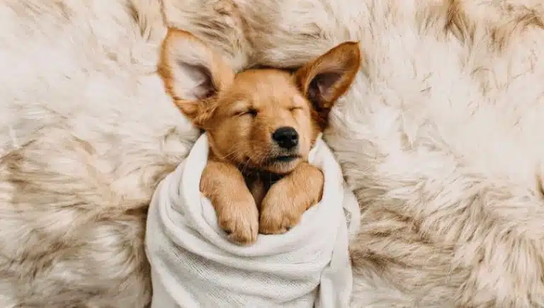 زایمان کردن سگ