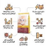 غذای بچه گربه کیتن