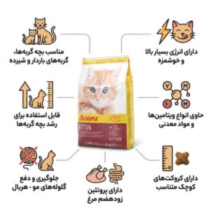 غذای بچه گربه کیتن