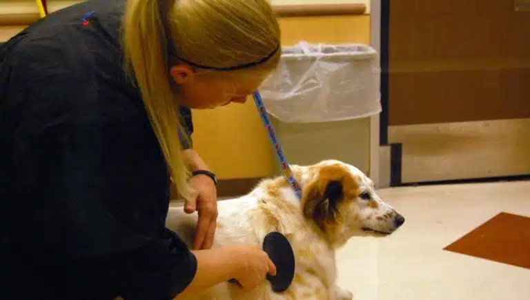 هزینه عقیم سازی سگ نر و ماده