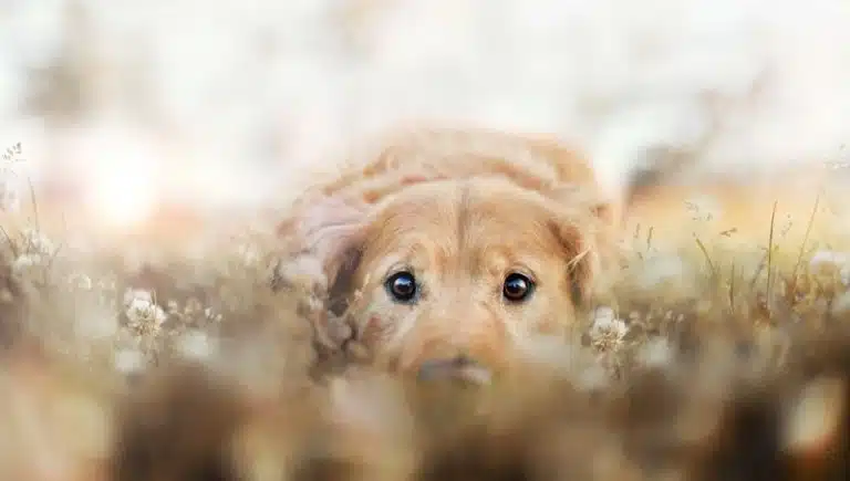 خانه مناسب سگ ها