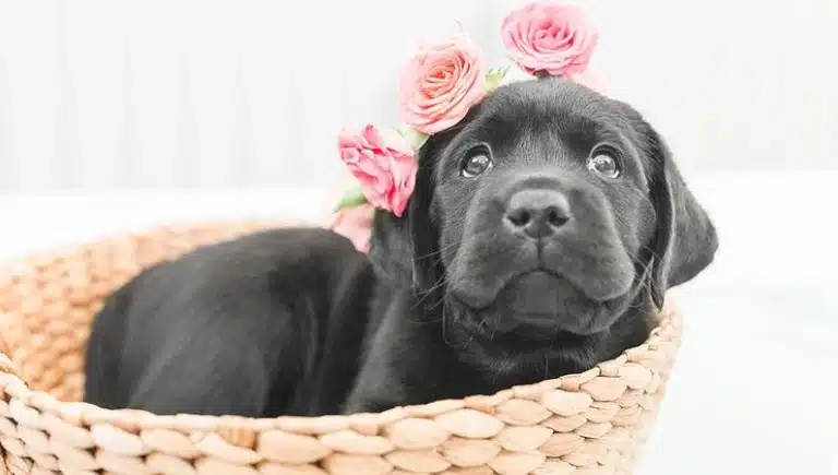 نحوه مراقبت از سگ