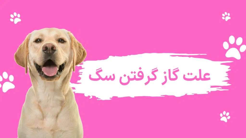 گاز گرفتن سگ