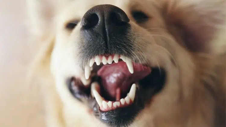 لق شدن دندان سگ