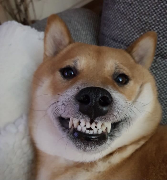 دندان نیش سگ
