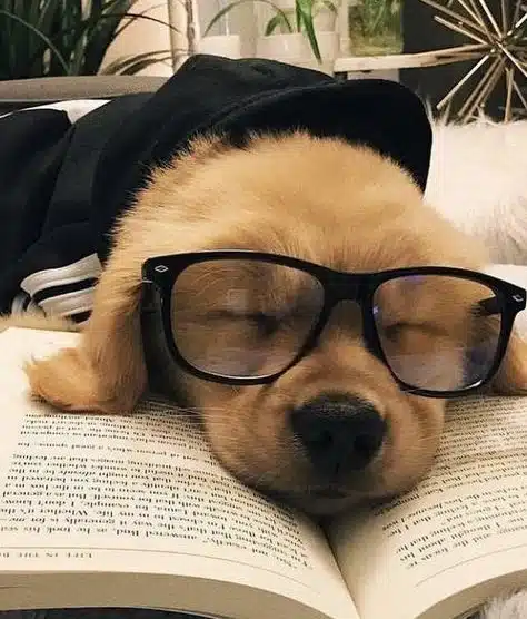 هزینه تخت سگ