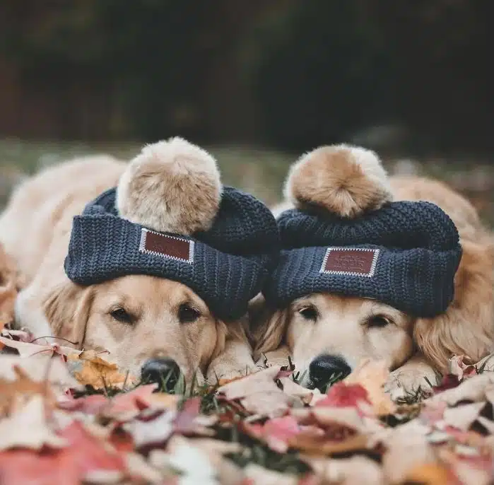 هزینه نگهداری از سگ