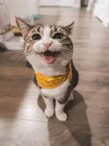 ترسیدن گربه