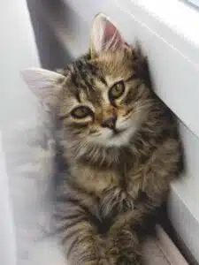 اضطراب گربه