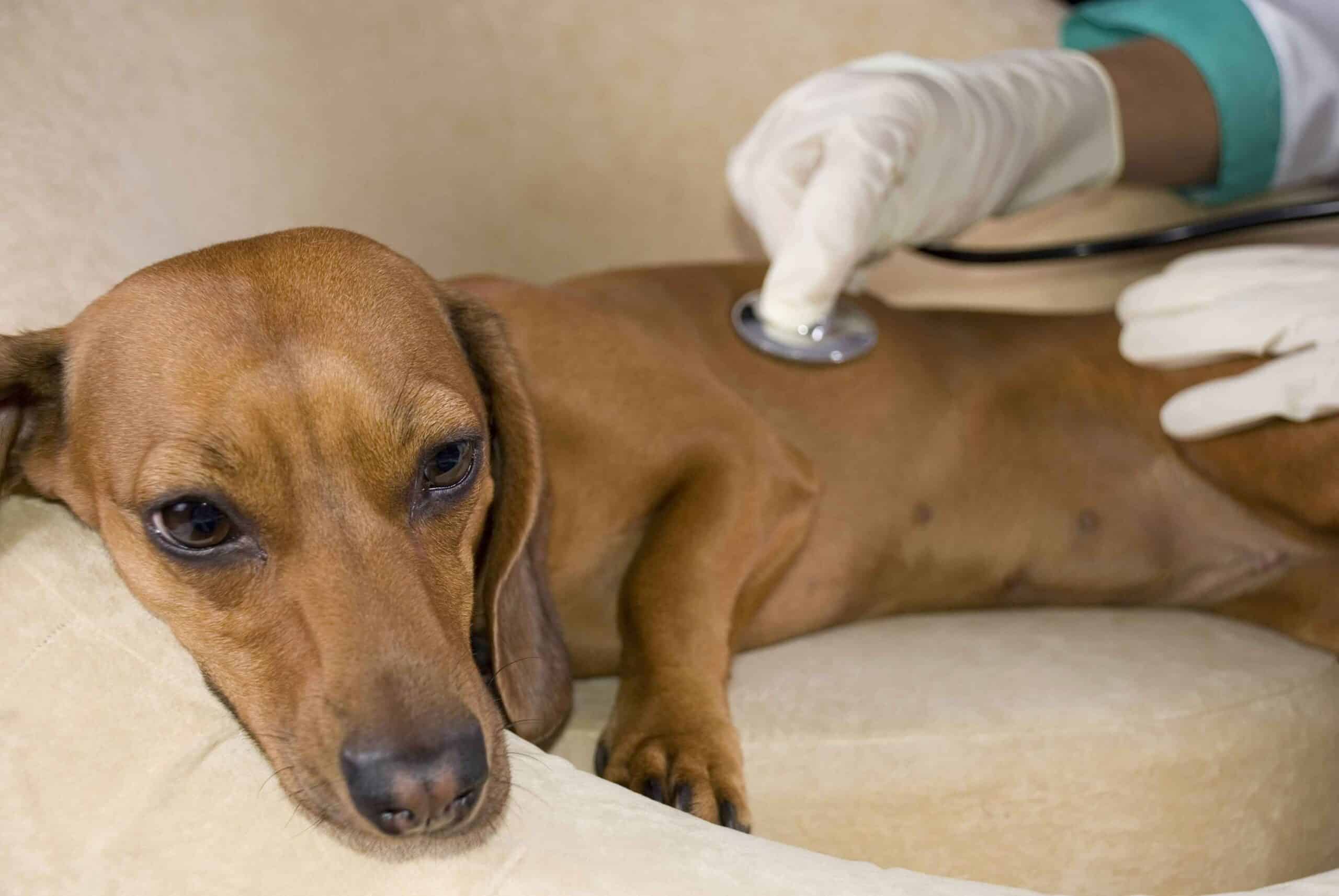 شناسایی علائم مسمومیت سگ‌ها