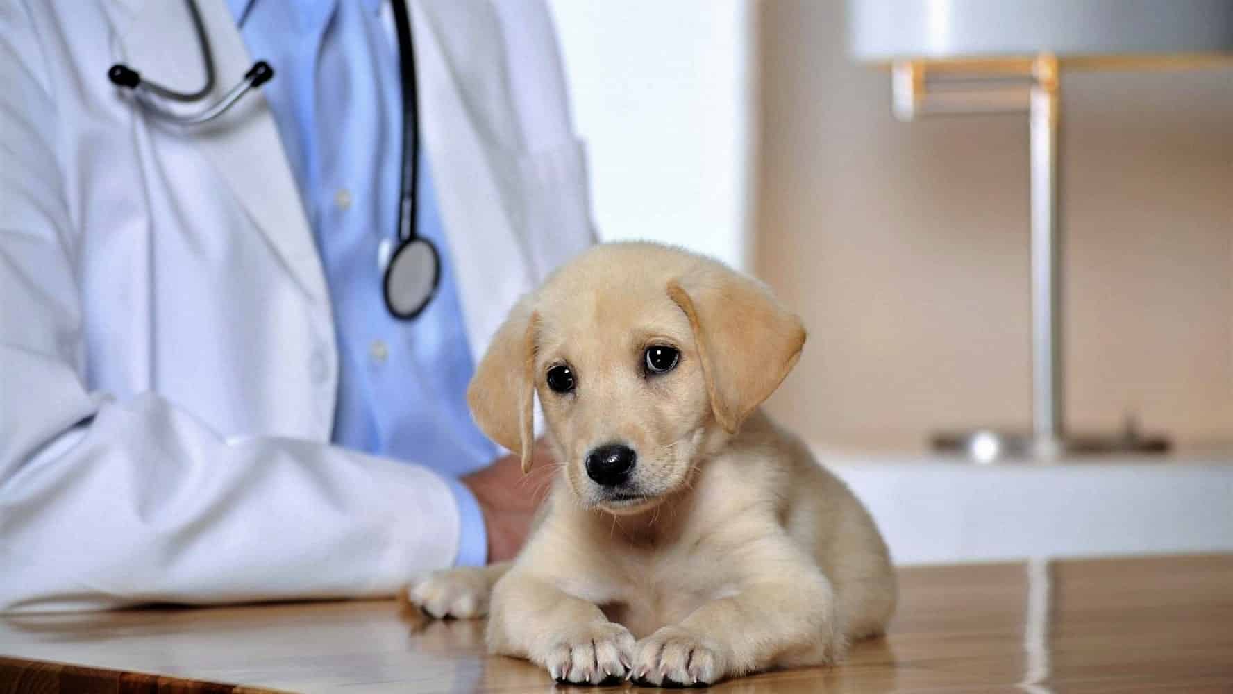 روش‌های درمان مسمومیت سگ‌ها