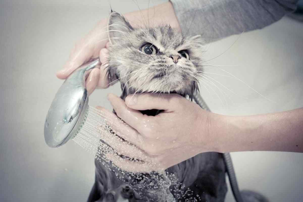 رعایت نکات قبل از حمام بردن گربه