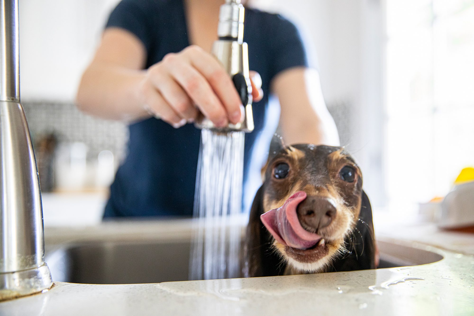 شستن سگ
