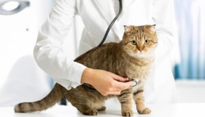 معاینه گربه توسط پزشک